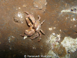 Brown crab on nightdive by Hansruedi Wuersten 
